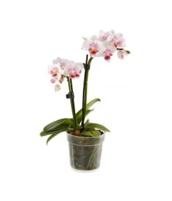 Midi Schmetterlingsorchidee - Phalaenopsis Cultivars, Verschiedene Sorten -Pflanzenwelt Verkauf 8252900 BildFS 005 PhalaenopsisMidi2TrieberWeiss