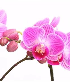 Midi Schmetterlingsorchidee - Phalaenopsis Cultivars, Verschiedene Sorten -Pflanzenwelt Verkauf 8252900 WE DE 001 SchmetterlingsorchideePhalaneopsis2TrieberMidiT9DehnerExpressHerzig