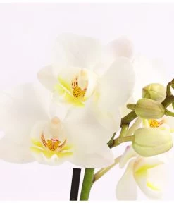 Midi Schmetterlingsorchidee - Phalaenopsis Cultivars, Verschiedene Sorten -Pflanzenwelt Verkauf 8252900 WE DE 002 SchmetterlingsorchideePhalaneopsis2TrieberMidiT9DehnerExpressHerzig