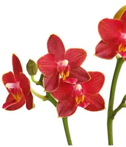 Midi Schmetterlingsorchidee - Phalaenopsis Cultivars, Verschiedene Sorten -Pflanzenwelt Verkauf 8252900 WE DE 003 SchmetterlingsorchideePhalaneopsis2TrieberMidiT9DehnerExpressHerzig