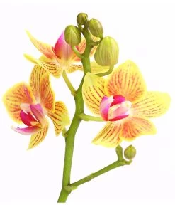 Midi Schmetterlingsorchidee - Phalaenopsis Cultivars, Verschiedene Sorten -Pflanzenwelt Verkauf 8252900 WE DE 004 SchmetterlingsorchideePhalaneopsis2TrieberMidiT9DehnerExpressHerzig