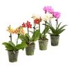 Midi Schmetterlingsorchidee - Phalaenopsis Cultivars, Verschiedene Sorten -Pflanzenwelt Verkauf 8252900 WE FS 001 SchmetterlingsorchideePhalaneopsis2TrieberMidiT9DehnerExpressHerzig