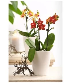 Midi Schmetterlingsorchidee - Phalaenopsis Cultivars, Verschiedene Sorten -Pflanzenwelt Verkauf 8252900 WE MO 001 SchmetterlingsorchideePhalaneopsis2TrieberMidiT9DehnerExpressHerzig