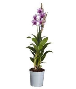 Traubenorchidee - Dendrobium Compactum 'Polar Fire'