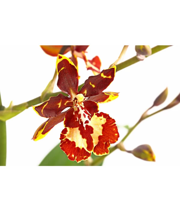 Tigerorchidee - Colmanara Cultivaris 'Wildcat' 4 Tigerorchidee - Colmanara Cultivaris 'Wildcat' – Bild 2