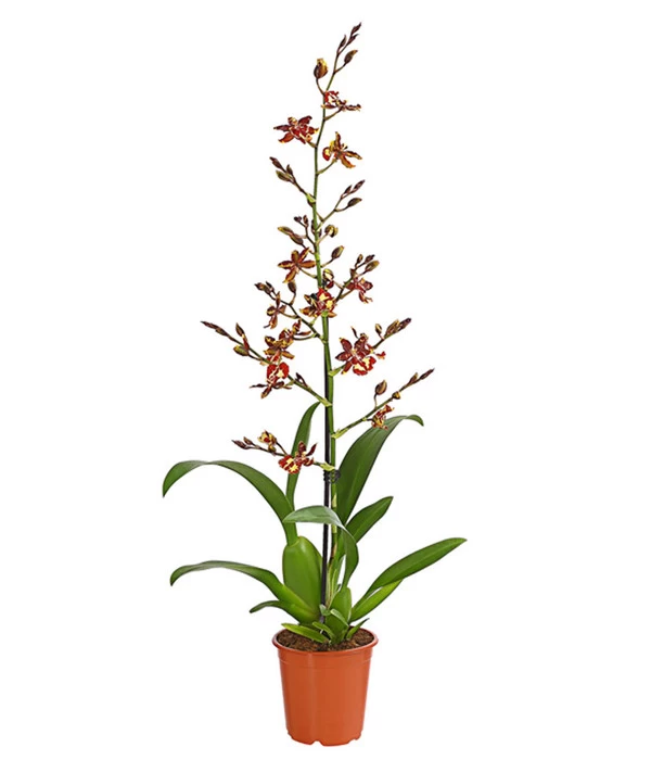 Tigerorchidee - Colmanara Cultivaris 'Wildcat' 3 Tigerorchidee - Colmanara Cultivaris 'Wildcat'