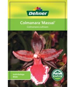 Tigerorchidee - Colmanara Cultivars 'Massai' -Pflanzenwelt Verkauf 8256174 8256182 ColmanaraCultivars 19122016 1
