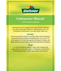 Tigerorchidee - Colmanara Cultivars 'Massai' -Pflanzenwelt Verkauf 8256174 8256182 ColmanaraCultivars 19122016 2