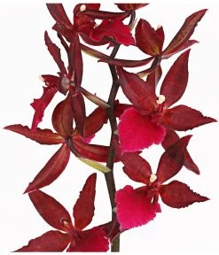 Tigerorchidee - Colmanara Cultivars 'Massai' -Pflanzenwelt Verkauf 8256174 PR DE 002 ColmanaraMassai1TrieberT12DehnerExpressHerzig