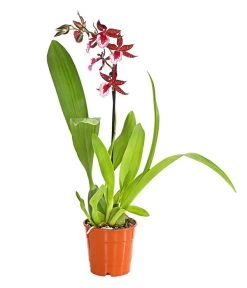 Tigerorchidee - Colmanara Cultivars 'Massai' -Pflanzenwelt Verkauf 8256174 PR FS 001 ColmanaraMassai1TrieberT12DehnerExpressHerzig