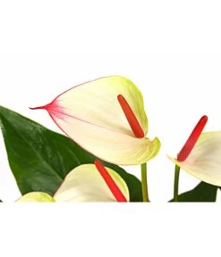 Flamingoblume - Anthurium-Hybride 'Special Love' -Pflanzenwelt Verkauf 8259152 PR DE 001 AnthuriumSpecialLoveT21DehnerExpressHerzig