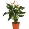 Flamingoblume - Anthurium-Hybride 'Special Love' -Pflanzenwelt Verkauf 8259152 PR FS 001 AnthuriumSpecialLoveT21DehnerExpressHerzig