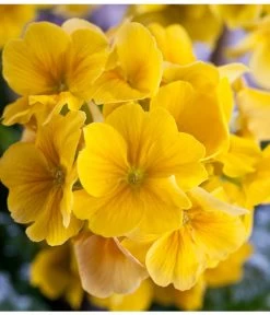 Stängelprimel, Schale -Pflanzenwelt Verkauf 8261463 PR DE 001 JuwelPrimulaSchaleGelbDehnerWunderlichEva