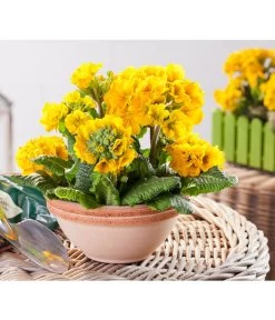 Stängelprimel, Schale -Pflanzenwelt Verkauf 8261463 PR MO 001 DehnerJuwelKugelprimelGessiPacificGoldSchalePrimulaDehner