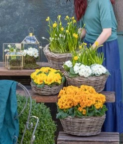 Stängelprimel, Schale -Pflanzenwelt Verkauf 8261463 WE MO 001 FruehlingsHighlights