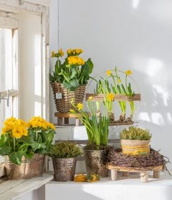 Stängelprimel, Schale -Pflanzenwelt Verkauf 8261463 WE MO 001 PrimulaStaengelprimel