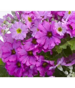 Brautprimel, Verschiedene Sorten -Pflanzenwelt Verkauf 8262065 PrimulaMalacoidesDetailLila UveSauer