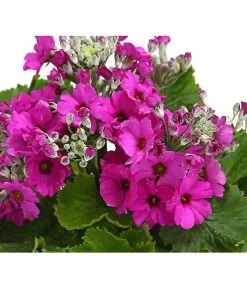 Brautprimel, Verschiedene Sorten -Pflanzenwelt Verkauf 8262065 WE DE 001 FliederprimelPrimulaMalacoidesT11DehnerExpressHerzig