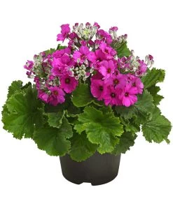 Brautprimel, Verschiedene Sorten -Pflanzenwelt Verkauf 8262065 WE FS 001 FliederprimelPrimulaMalacoidesT11