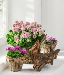 Brautprimel, Verschiedene Sorten -Pflanzenwelt Verkauf 8262065 WE MO 001 PrimulaMalacoidesBrautprimel Content 2021