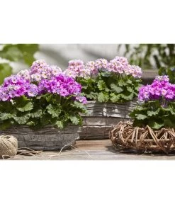 Brautprimel, Verschiedene Sorten -Pflanzenwelt Verkauf 8262065 WE MO 025 dehnerfruehblueherm6a04UveSauer