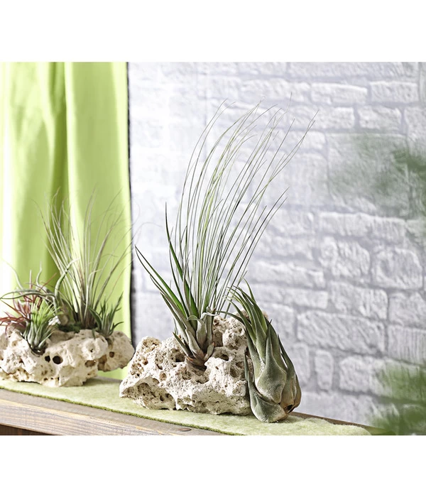 XXL Tillandsien-Set - Tillandsia Hybride, 3-teilig 5 XXL Tillandsien-Set - Tillandsia Hybride, 3-teilig – Bild 3