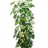 Strahlenaralie - Schefflera Arboricola -Pflanzenwelt Verkauf 8270480 WE FS Schefflera 3Tuff T17