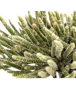 Korallenkaktus - Rhipsalis Cassutha, Verschiedene Sorten, Ampel -Pflanzenwelt Verkauf 8275307 PR DE 001 RhipsalisAmpelKorallenkaktusT18DehnerExpressHerzig