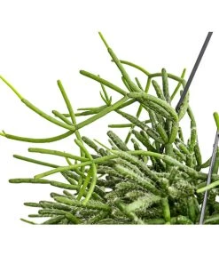 Korallenkaktus - Rhipsalis Cassutha, Verschiedene Sorten, Ampel -Pflanzenwelt Verkauf 8275307 PR DE 003 RhipsalisAmpelKorallenkaktusT18DehnerExpressHerzig