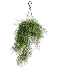 Korallenkaktus - Rhipsalis Cassutha, Verschiedene Sorten, Ampel -Pflanzenwelt Verkauf 8275307 PR FS 002 RhipsalisAmpelKorallenkaktusT18DehnerExpressHerzig