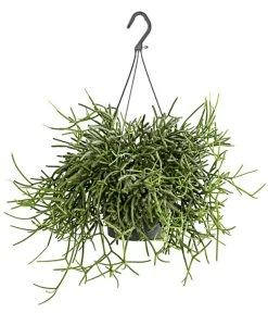 Korallenkaktus - Rhipsalis Cassutha, Verschiedene Sorten, Ampel -Pflanzenwelt Verkauf 8275307 PR FS 003 RhipsalisAmpelKorallenkaktusT18DehnerExpressHerzig