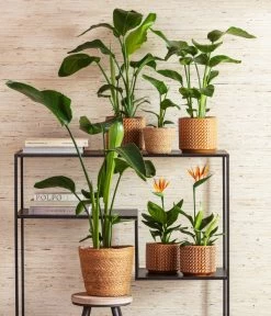 Dehner Seegras-Korb Igmar, Konisch 14 Dehner Seegras-Korb Igmar, Konisch -Pflanzenwelt Verkauf 8276446 4439014 6895635 WE MO 001 StrelitzienKorbIgmarTopfThies 1