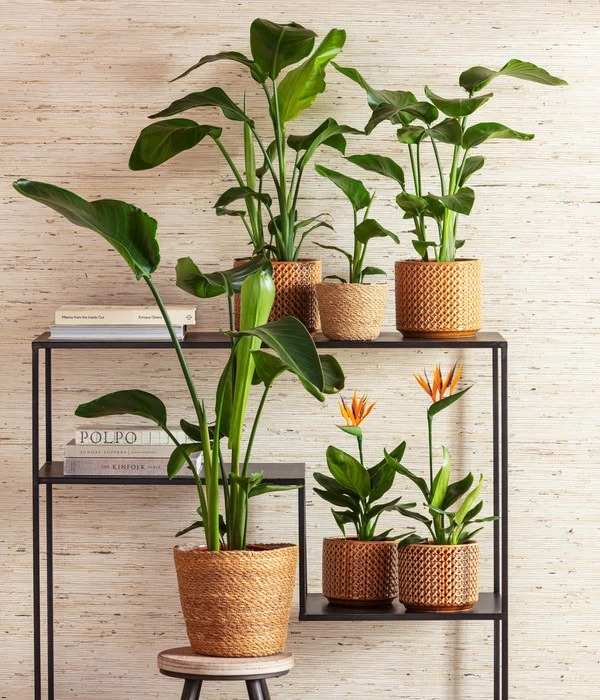 Pflanzenwelt Verkauf -Pflanzenwelt Verkauf 8276446 4439014 6895635 WE MO 001 StrelitzienKorbIgmarTopfThies