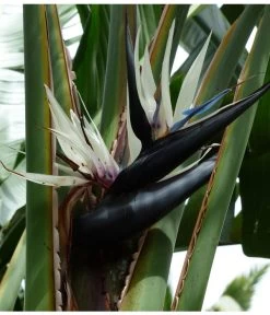 Weiße Strelitzie - Strelitzia Alba -Pflanzenwelt Verkauf 8276503 PR DE 001 BaumstrelitzieWeissPixabay