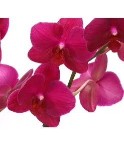 Schmetterlingsorchidee - Phalaenopsis Cultivars 'Crossing' -Pflanzenwelt Verkauf 8280513 PR DE 004 SchmetterlingsorchideePhalaenopsisCrossing2TrieberT12Herzig