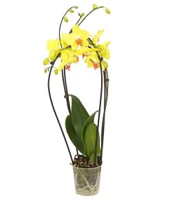 Schmetterlingsorchidee - Phalaenopsis Cultivars 'Crossing' -Pflanzenwelt Verkauf 8280513 PR FS 002 SchmetterlingsorchideePhalaenopsisCrossing2TrieberT12Herzig