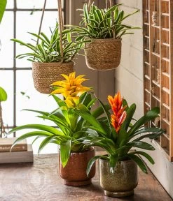 Vriesea - Bromelia Cultivars 'Intenso Orange' -Pflanzenwelt Verkauf 8280885 8755290 WE MO 001 Vrisea orangeT12