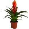 Vriesea - Bromelia Cultivars 'Intenso Orange' -Pflanzenwelt Verkauf 8280885 WE FS 001 VrieseaIntensoOrange