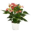 Flamingoblume - Anthurium Andreanum 'Livium' 2 Flamingoblume - Anthurium Andreanum 'Livium' -Pflanzenwelt Verkauf 8281909 PR FS 001 AnthuriumLiviumT14DehnerExpressHerzig