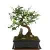 Bonsai Mit Fels In Keramik -Pflanzenwelt Verkauf 8283665 WE FS 001 BonsaiMitFelsInKeramik 02