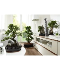 Bonsai Mit Fels In Keramik -Pflanzenwelt Verkauf 8283665 WE MO 002 Bonsai