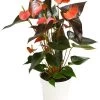Große Flamingoblume - Anthurium Andreanum 'Rainbow' -Pflanzenwelt Verkauf 8284804 PR FS 001 AnthuriumRainbowT14DehnerHerzig