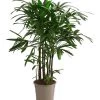 Steckenpalme - Rhapis Excelsa 2 Steckenpalme - Rhapis Excelsa -Pflanzenwelt Verkauf 8285561 PR FS 002 RhapisExcelsaT27DehnerExpressHerzig