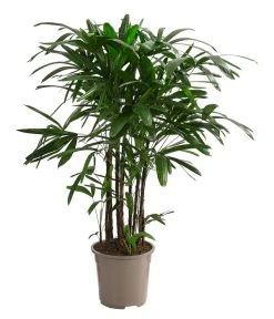 Steckenpalme - Rhapis Excelsa
