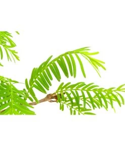 Outdoor-Bonsai Urweltmammutbaum - Metasequoia Glyptostroboides -Pflanzenwelt Verkauf 8286205 PR DE 001 UrweltmammutbaumMetasequoiaT20DehnerExpressHerzig