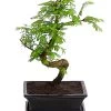 Outdoor-Bonsai Urweltmammutbaum - Metasequoia Glyptostroboides 2 Outdoor-Bonsai Urweltmammutbaum - Metasequoia Glyptostroboides -Pflanzenwelt Verkauf 8286205 PR FS 001 UrweltmammutbaumMetasequoiaT20DehnerExpressHerzig
