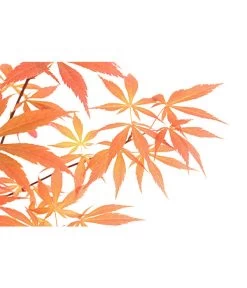 Outdoor-Bonsai Roter Fächerahorn - Acer Palmatum 'Atropurpureum' -Pflanzenwelt Verkauf 8286296 PR DE 001 AhornAcerOhneUnterschaleT20DehnerExpressHerzig