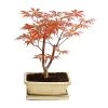 Outdoor-Bonsai Roter Fächerahorn - Acer Palmatum 'Atropurpureum' -Pflanzenwelt Verkauf 8286296 PR FS 001 AhornAcerOhneUnterschaleT20DehnerExpressHerzig