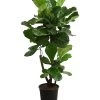 Geigenfeige - Ficus Lyrata, Verzweigt -Pflanzenwelt Verkauf 8288193 WE FS 001 FicusLyrataVerzweigtT27