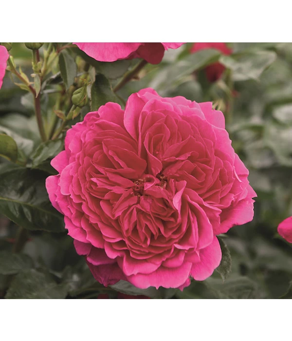 Nostalgie®-Strauchrose 'Soul®' 3 Nostalgie®-Strauchrose 'Soul®'